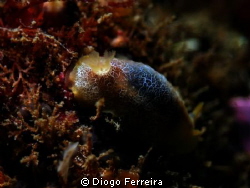 "Igor, the fastest nudibranch on earth, if youtry to catc... by Diogo Ferreira 